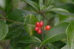 Trumpet honeysuckle